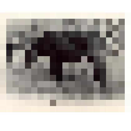 Фотокопия. Обычные коровы ("Жизнь и быт крестьян Олонецкой губернии конца ХIХ - начала XX вв."). Из комплекта: Фотокопии фотографий из книги "Полное географическое описание нашего Отечества" под редакцией П.В. Семенова т. 3 "Озерная область"