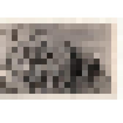 Фото/чб. Энгельсская опытно-мелиоративная станци. Осмотр урожая кукурузы. 1954