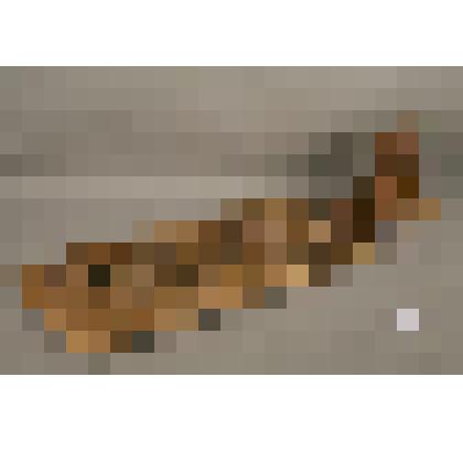 Донце прялки