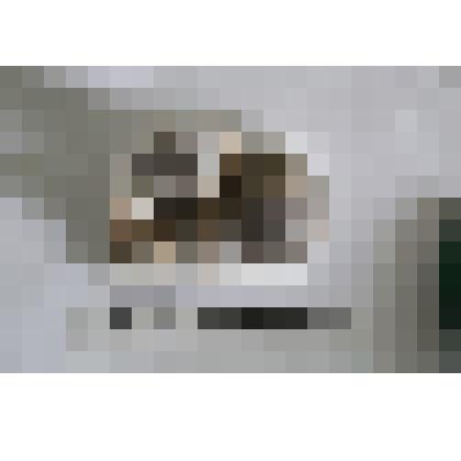 Головоногий моллюск