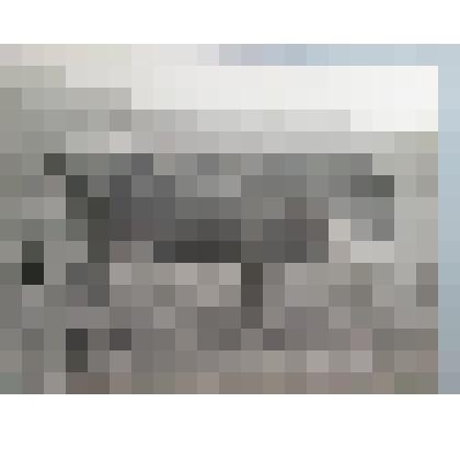 Фотография.  Корова "Жмурка". Принадлежала к-зу "Р.Люксембург"