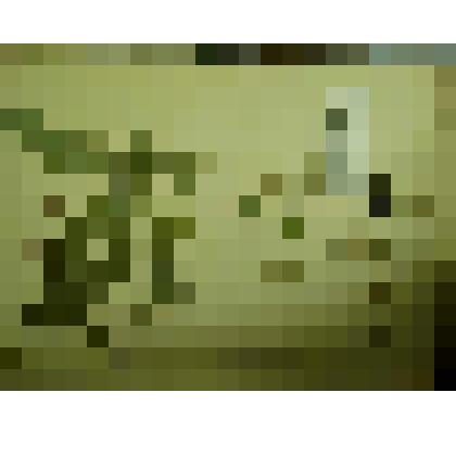 Гербарий. Чина весенняя. Из гербария "Флора Ингрика"