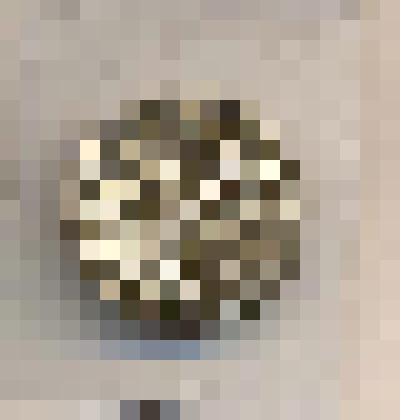 Пуговица на ножке декоративная с изображением герба