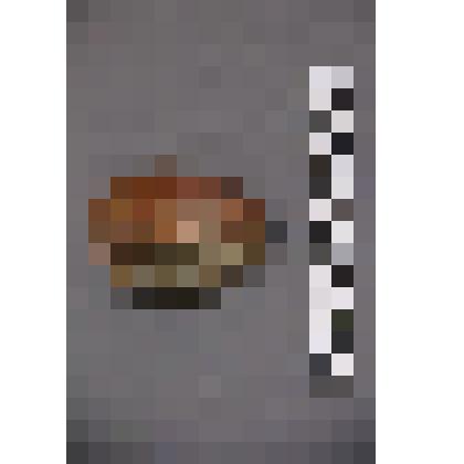 коллекция В.Ф. Лагодича. Талисман каменный, выполненный в виде головы человека. С волосами прорезанными только на верхней части головы, с 3 полосами на лбу. Левая сторона лица коричневая, правая серая Камень коричнево-серого цвета