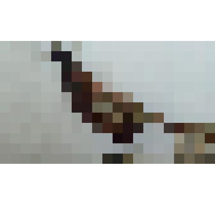 Чучело. Фазан. Самец