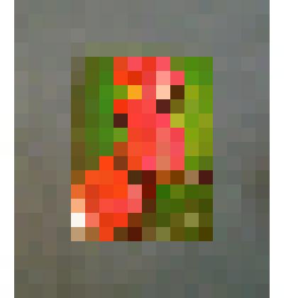 Документ. Поздравительная открытка от учащихся Ереванского русского педучилища им.Н.Островского Армянской ССР к Р.Островской, май 1979 г