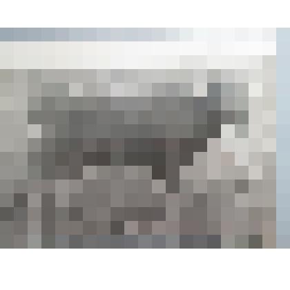 Фотография. Корова "Пчелка". Принадлежала к-зу им. "М. Горького"