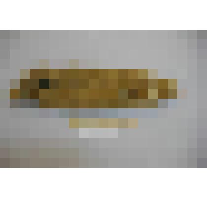 Шкурка. Mustela sibirica. Из комплекта: Шкурки колонка