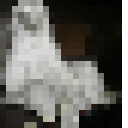 Медведь белый