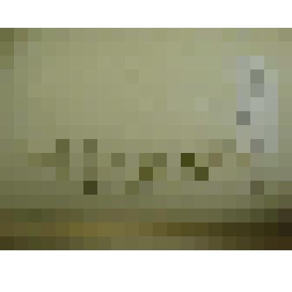 Гербарий. Зведчатка длиннолистная. Из гербария "Флора Ингрика"