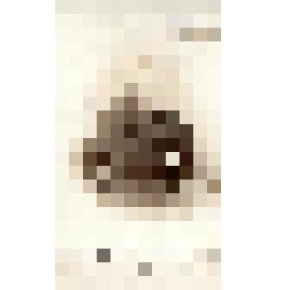 Фотография черно-белая. Гартман Николай Николаевич