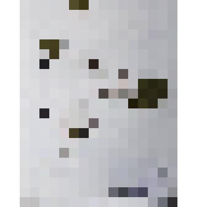 Гербарий
Кубышка малая