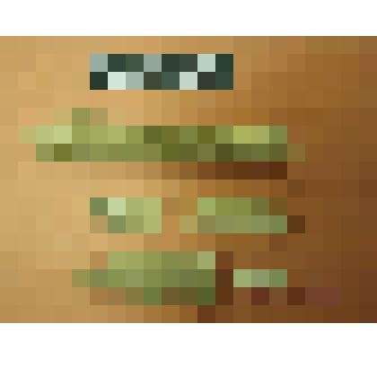 фрагменты костей из раскопа