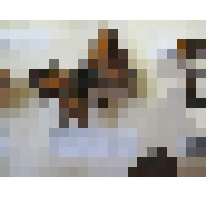 Углокрыльница. Бабочки. Из коллекции