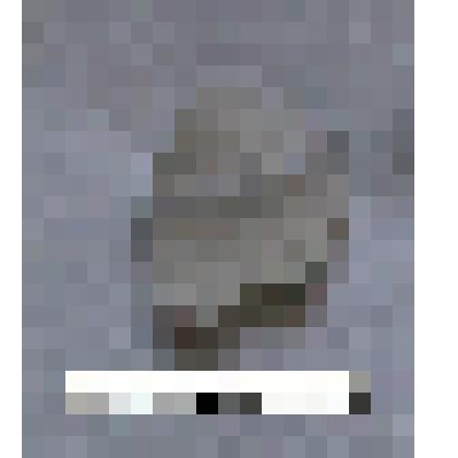 Археологические находки с древней стоянки озера Ножий
Отщепы из халцедона