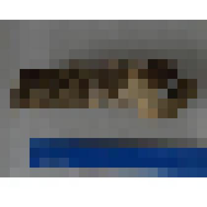 Окаменелости ракушечика