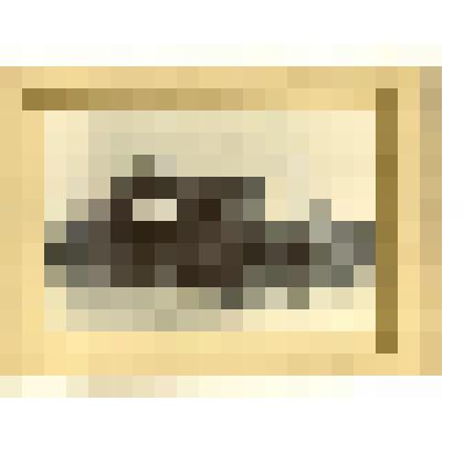 Фотография. Макарьевский уезд. Производство скипидара