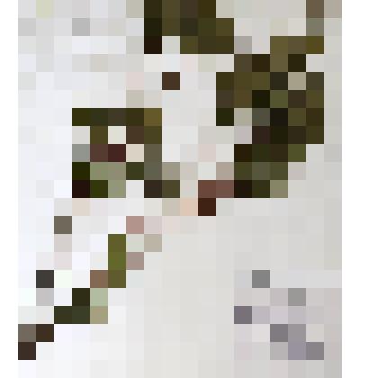 Гербарий
Рододендрон даурский