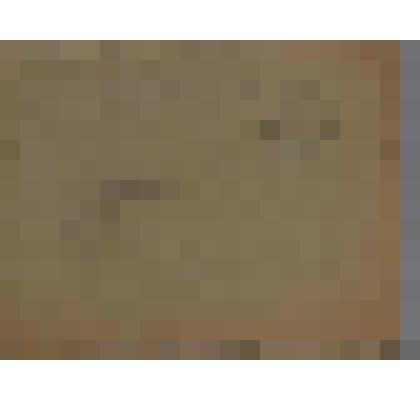 Голова морского котика. Набросок