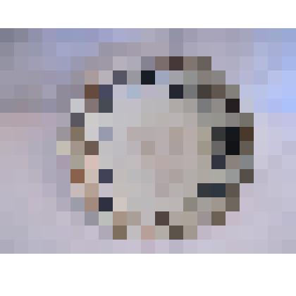 Чайная пара. Блюдце с полосой цветочного декора. Фрагмета чайного сервиза с цветочным декором