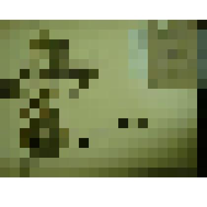 Гербарий. Спирея средняя, гербария М.И.Губельмана