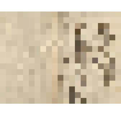 Растения Енисейского округа  Енисейской губернии