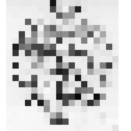 Экслибрис Збигнева Озифанского