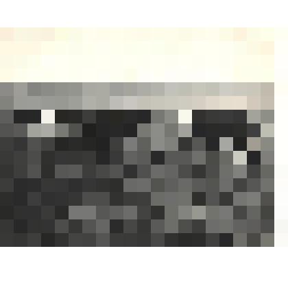 Фото черно-белое "Коровы-рекордсменки. ГПЗ "Птичное"