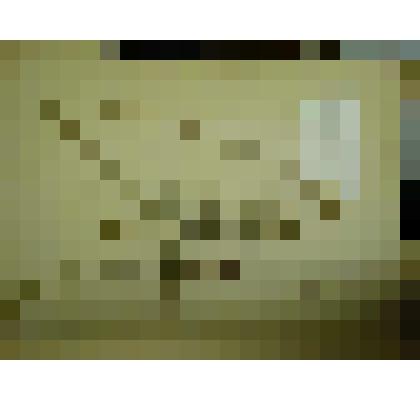 Гербарий. Смолевка татарская. Из гербария "Флора Ингрика"