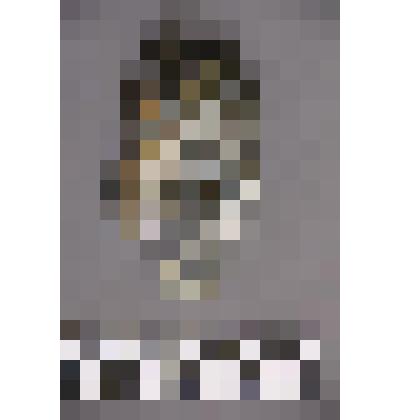 коллекция В.Ф. Лагодича. Талисман каменный стоящий. Выполнен в виде птицы (совы?). Правая часть головы птицы отколота и приклеена