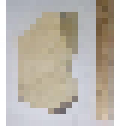 Отпечатки двустворчатых и брюхоногих моллюсков