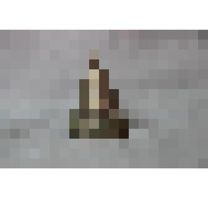 Колокольчик малый