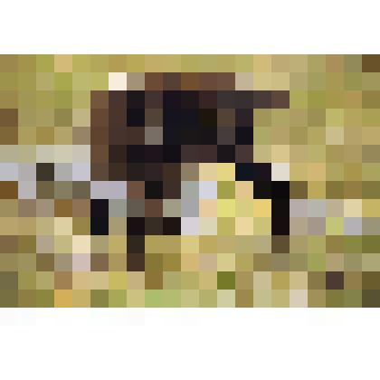 Северный олень