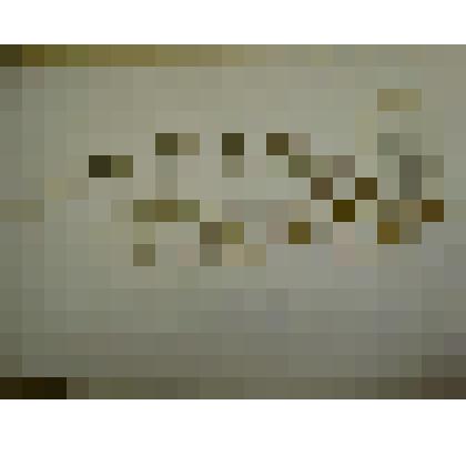 Гербарий. Звездчатка злаковидная. Из гербария "Флора Ингрика"