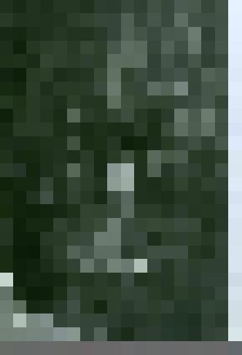 Фотография. Ю.Н. Рерих в своем кабинете