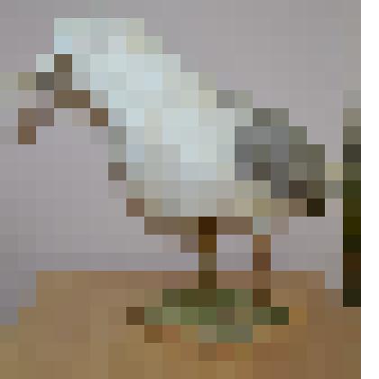 Чучело птицы. Белая серебристая чайка