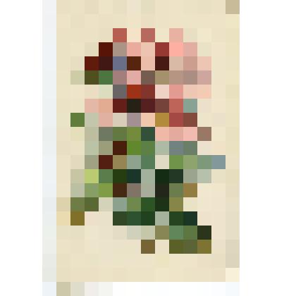 Почтовая карточка  «Роза с бутоном»