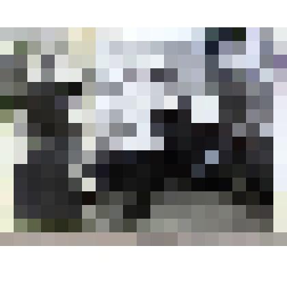 Фотография черно-белая «Китайские студенты среди пионеров. Июль 1956 г.»