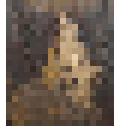 Натюрморт с лошадиным черепом