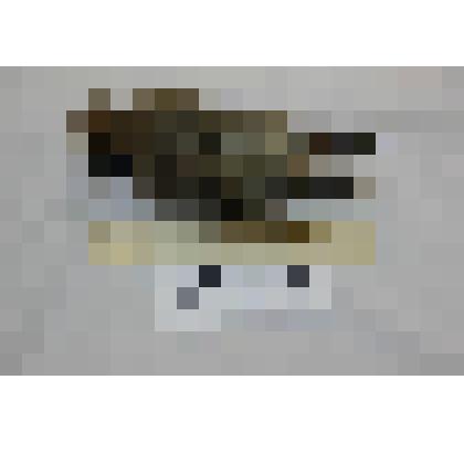 Свиристель. Bombecilla garrulus