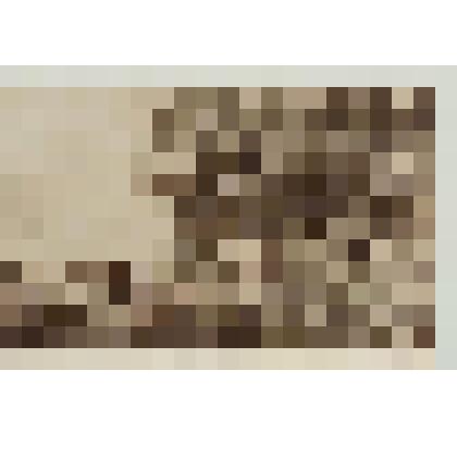 Старый осокорь