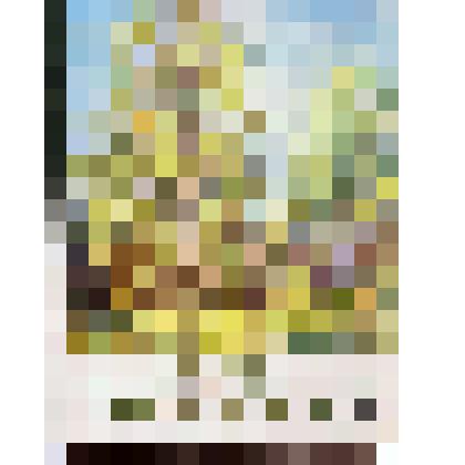 Плакат. Берёза. Серия «Растения нашей Родины»