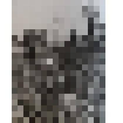 Фото Пихта на склоне