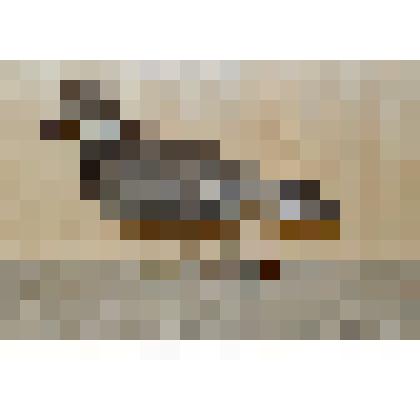 Чучело. Зуек малый (галстучник)