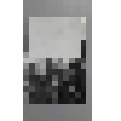 Фотография черно-белая "Лес"