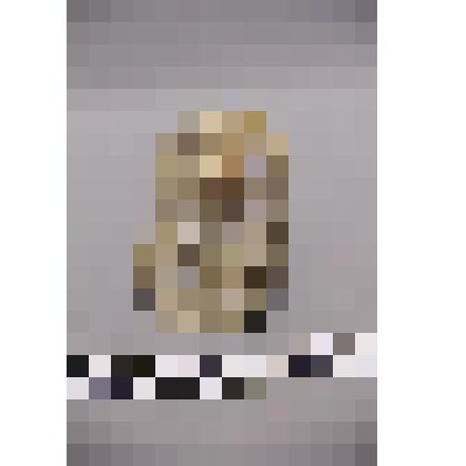 коллекция В.Ф. Лагодича. Нецке. В виде сидящей обезьяны. На основании вырезана надпись «ЛВ – 91». Камень серого цвета