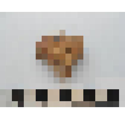 Археология. Кость животного (плюсневая ?)