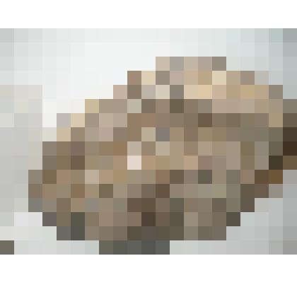 Зуб мамонта