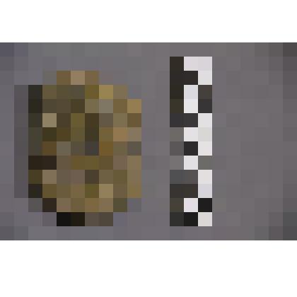 коллекция В.Ф. Лагодича. Талисман каменный выполненный в виде головы человека. В центре вырезано лицо в обрамлении копны пышных волос. Камень коричневого цвета