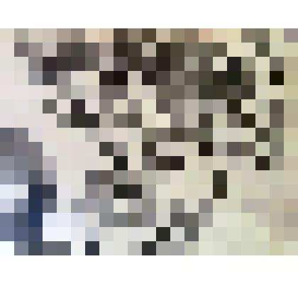 Крона сосны